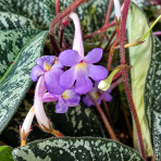 Streptokarp (Streptocarpus) 'MOHLERIA' - výška 20-30 cm, ⌀ 20 cm, kont. C2L